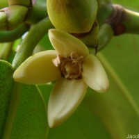 Rhizophora apiculata Blume